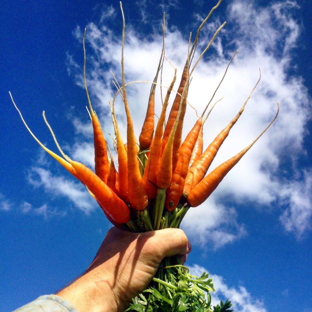 Plant It Forward: Creating Access to Healthy Food for Everyone