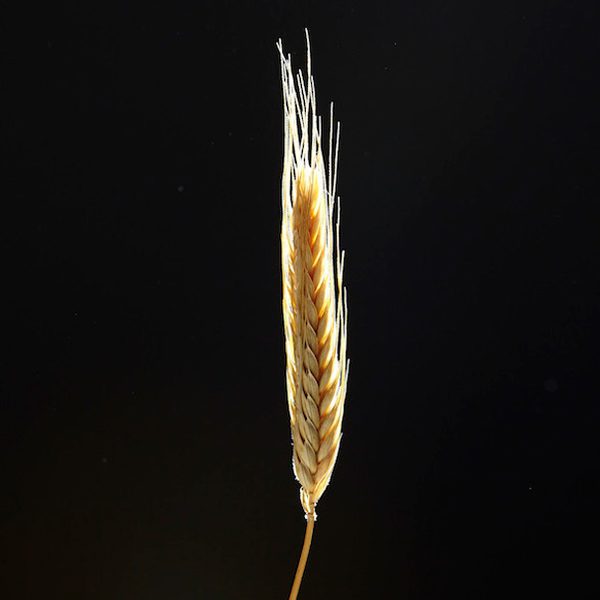 Gut Instincts: The Fact and Fiction Behind the Gluten-Free Movement